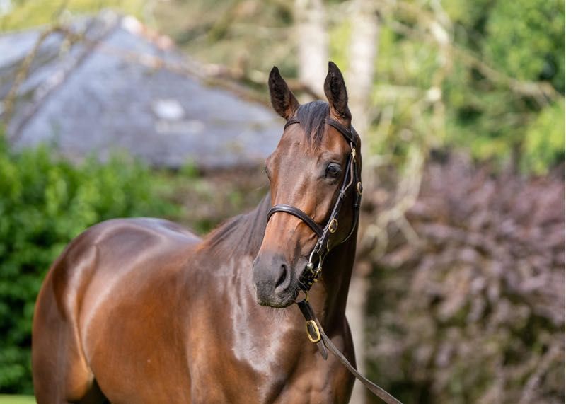 ‘It's the best week in the horse business’ - US venture West Paces reaches Royal Ascot with unbeaten Crazy Cubana
