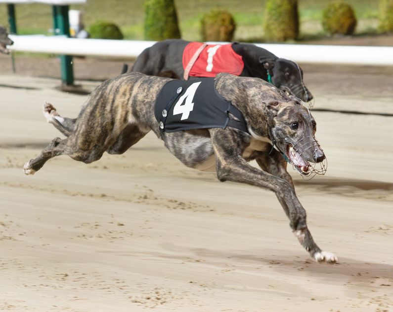 Geoff Presley Racing Record-breaker Presley has rivals all shook up | Racing Post