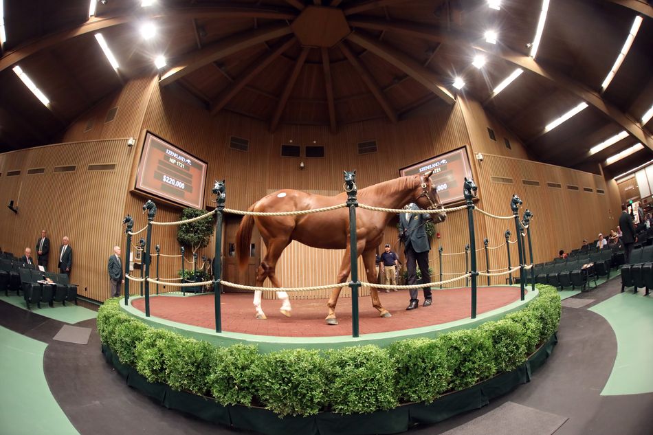 A half-brother to Justify and the first foal out of Goodnight Olive: star lots to watch at Keeneland September