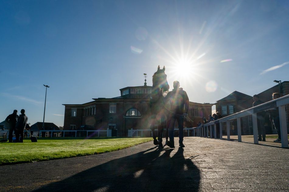 Potential improvers on the ratings standing out in marathon Tattersalls Autumn Sale line-up