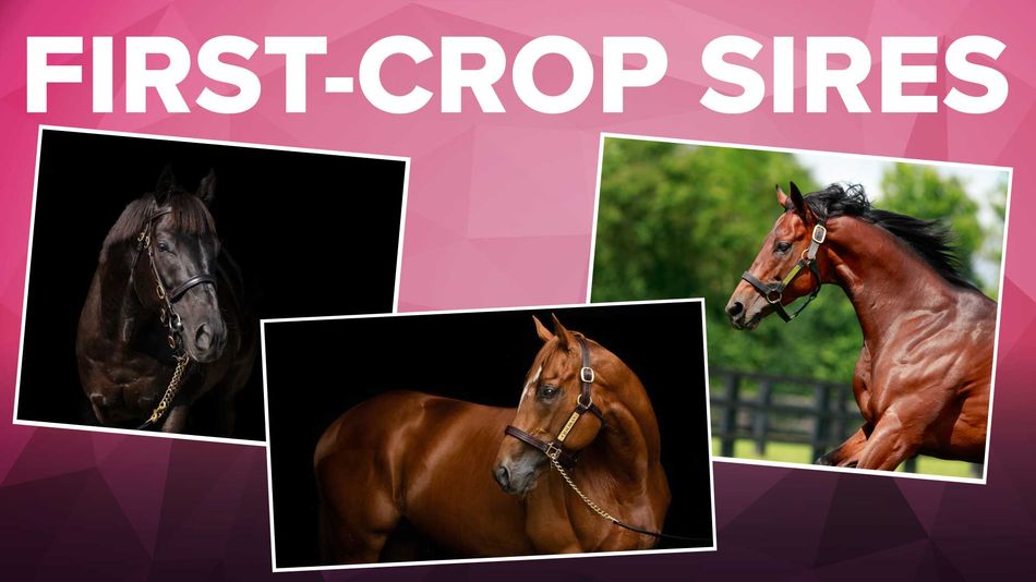 New names with first foals including Chaldean and Paddington set