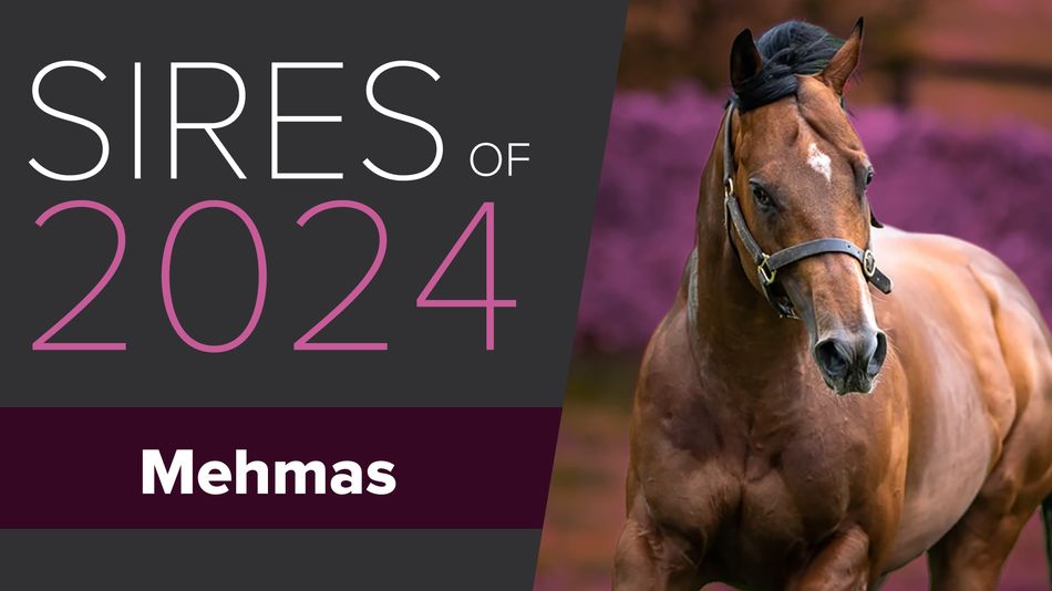 Horse Racing Crops Biggest and best-bred crops set to stand Mehmas in good stead for a ...