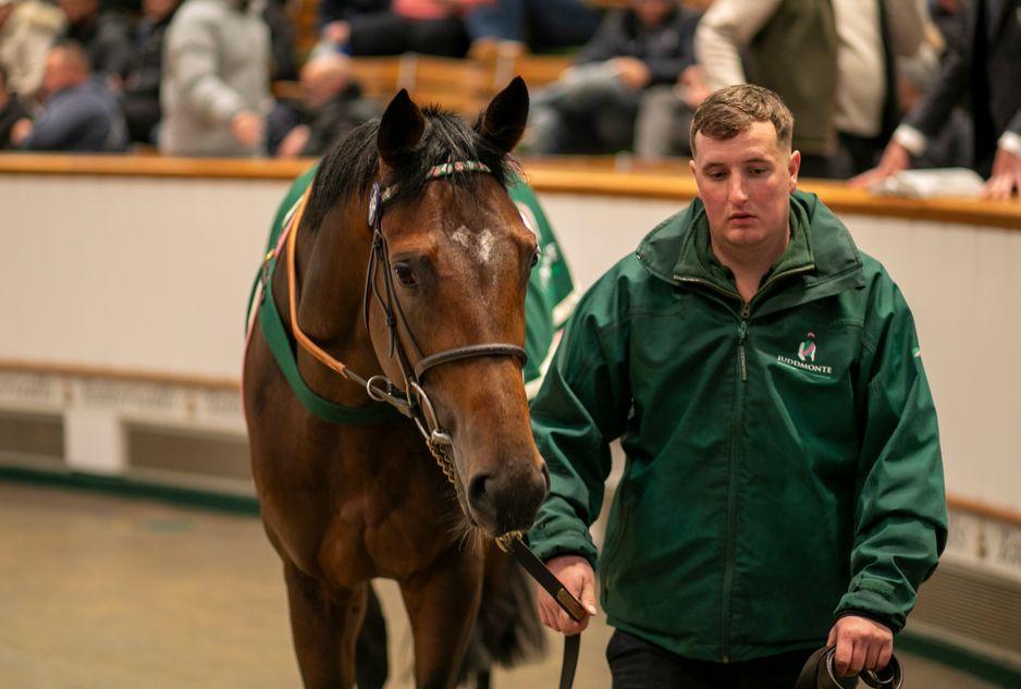 Group 1 stars and big-money buys: four standout graduates of the Tattersalls Autumn Horses in Training Sale making waves down under