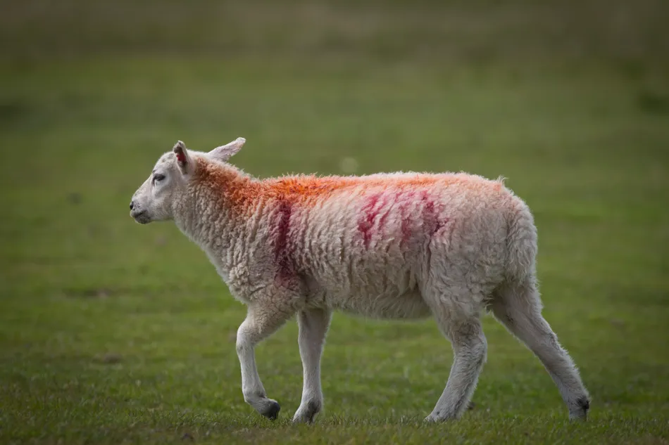 Hexham fined £3,500 after sheep vaccine found in sampling unit fridge on raceday