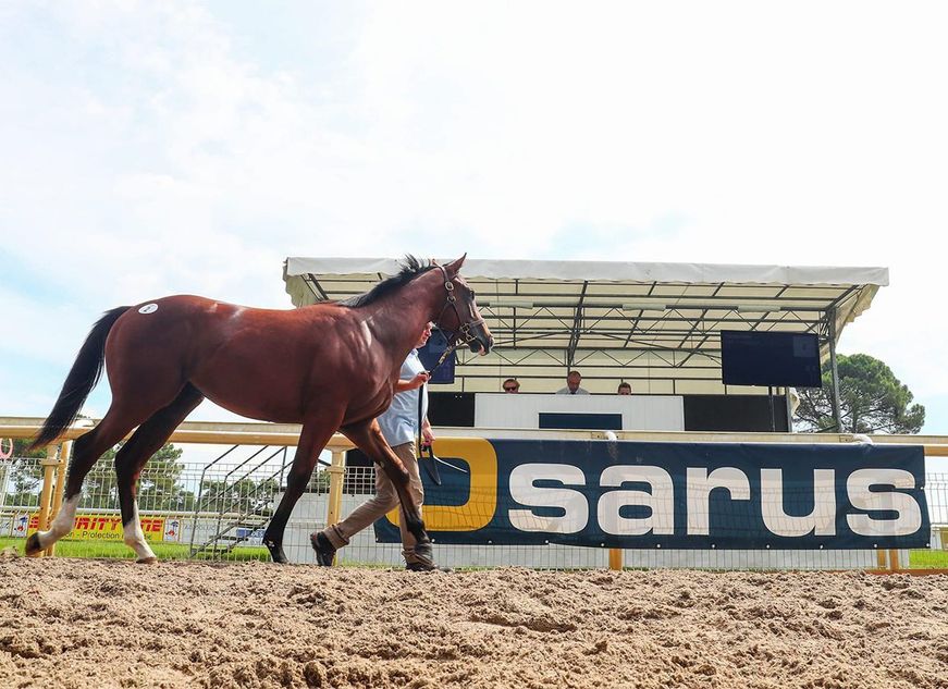 Hyde Park Stud's Space Blues filly tops action at Osarus | Racing Post