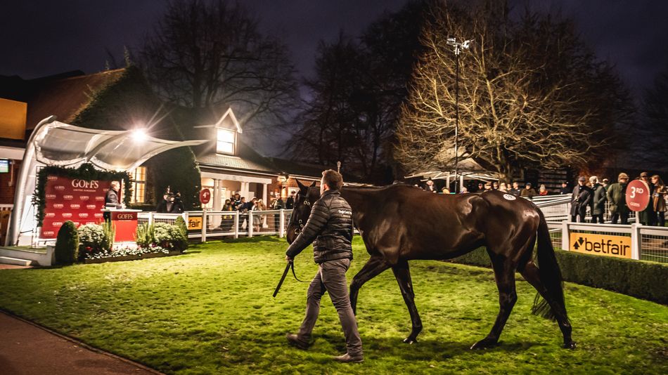 'The perfect setting for a boutique sale of pointers' - Goffs announces return of Tingle Creek Sale
