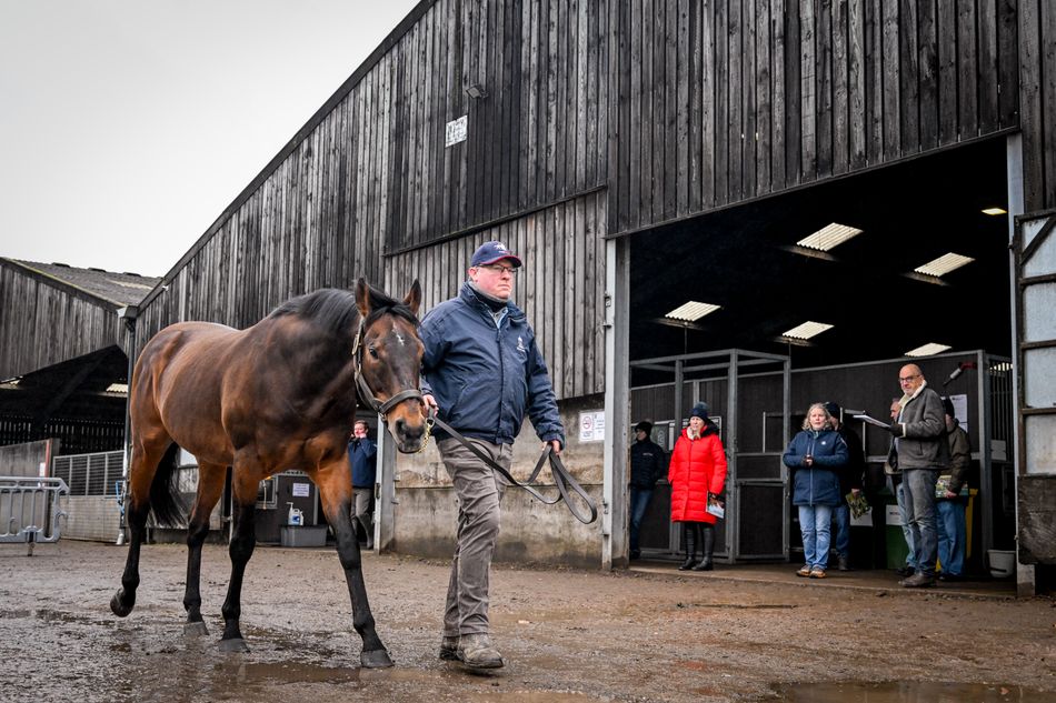 online-national-hunt-stallion-nomination-auction-opens-to-coincide-with