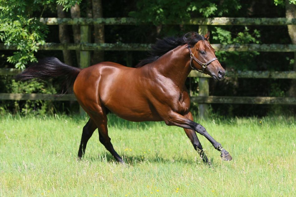 The next Night Of Thunder? How Bayside Boy is measuring up as a freshman against the brilliant champion sire