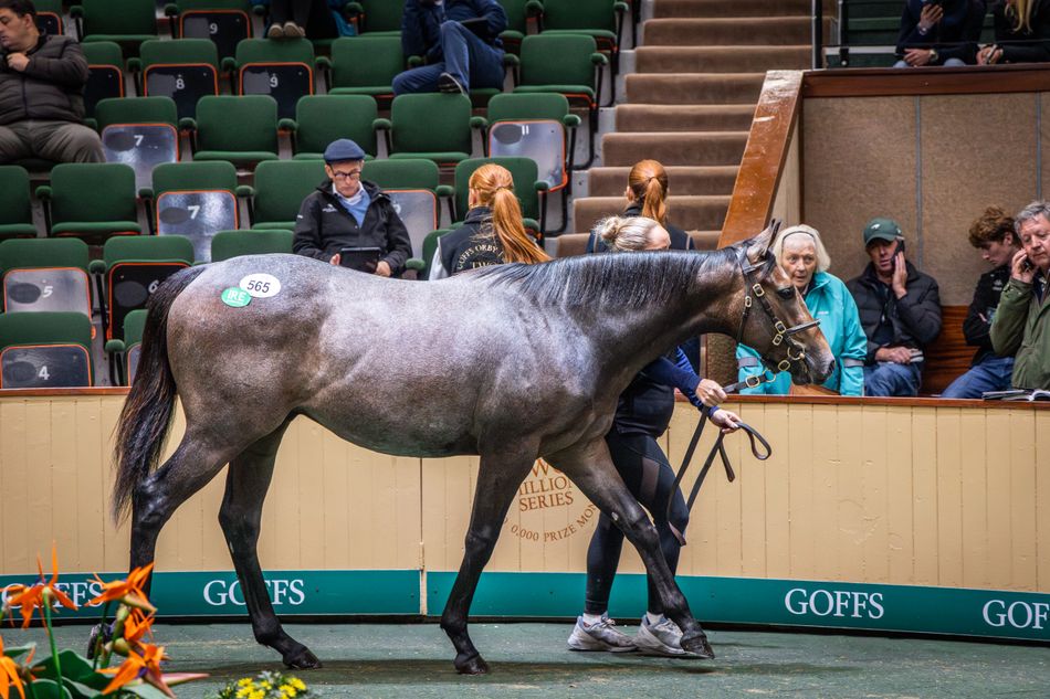 ‘We’re pinching ourselves because this wasn’t really the plan!’ - Hannons on a high after punchy pinhooking triumph