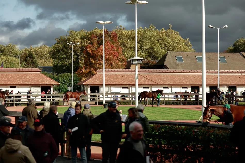 €77,000 City Light colt leads the way at Arqana October as Oliver Cole strikes for another Sottsass