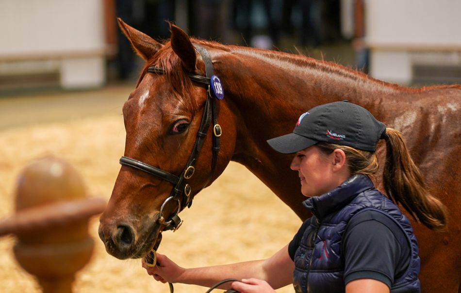 ‘This horse is the same model as Baaeed’ - blue-blooded Sea The Stars ...