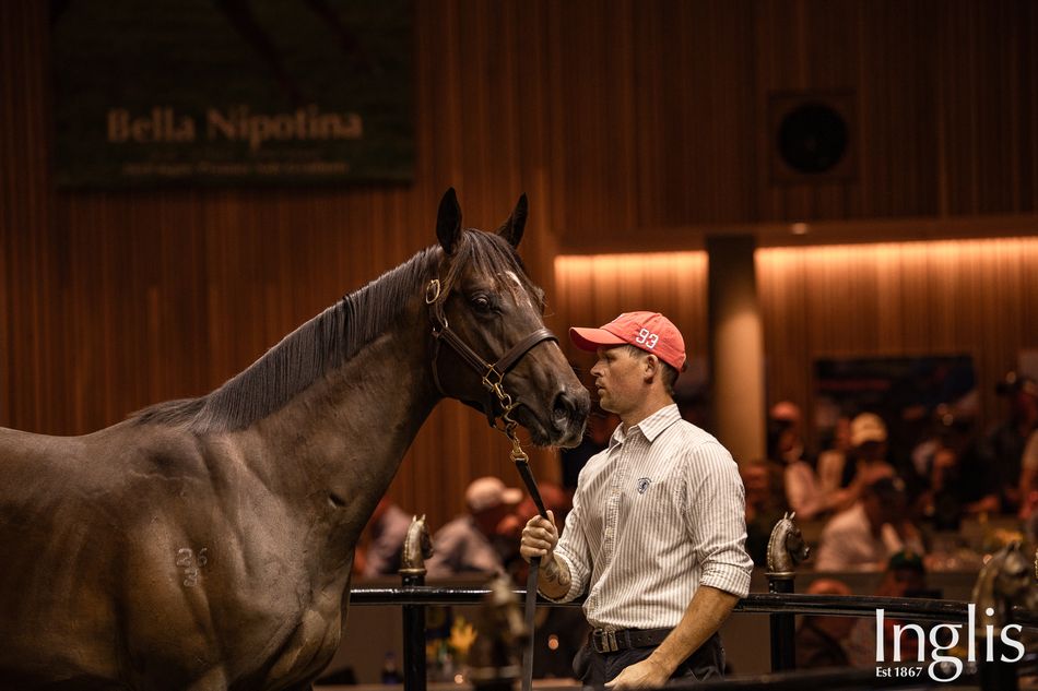 A$1 million Frankel and Toronado colts headline solid first day at ...